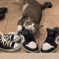 こちらを見つめる猫