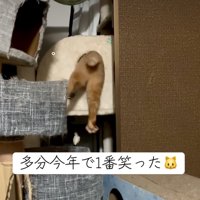 穴に挟まる猫