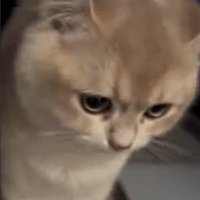 近づきすぎた猫