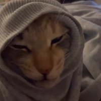 袖口から顔を出す猫