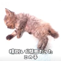 瀕死の状態の子猫