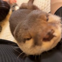 さくらちゃんのアップ