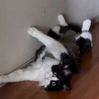 廊下で仰向けになり顔を向ける猫