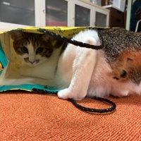 紙袋の中に入る猫