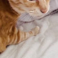 寝起きの茶トラ猫