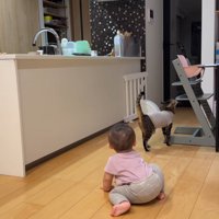 イスに顔をすり寄せる猫