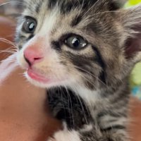 子猫の顔