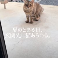 ある日突然現れた猫さん