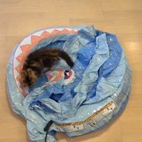 子猫とつぶれているプール