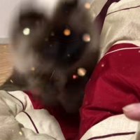 飛びついてくる猫