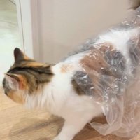 シートを背中に乗せた猫