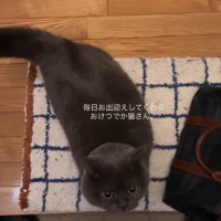 玄関にいる猫