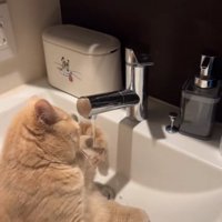 蛇口の水を左前足で触っている猫