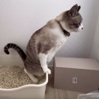 猫トイレと猫