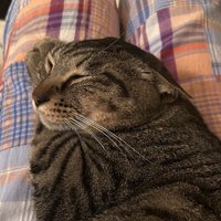 両耳がぺたんこのキジトラ猫