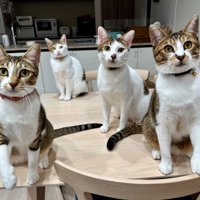 成長した子猫たち