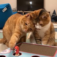 右前足を伸ばすにゃん太くん