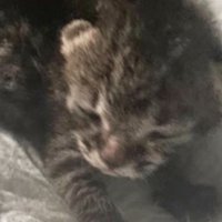 目が開いていない