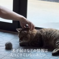家の中で頭を撫でられる猫