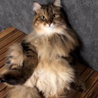 壁際でお腹を見せて座っている猫