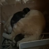 寝ている母猫と子猫