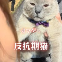 目の焦点が合わない猫