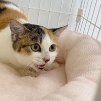 伏せて怯える猫