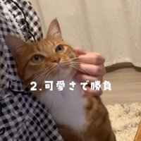 人に寄り添い首をなでてもらう猫