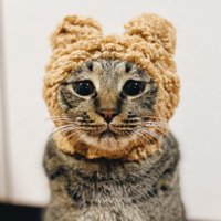 かぶりものを身につけている猫