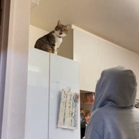 冷蔵庫の上に座っている猫とそれを見ている人