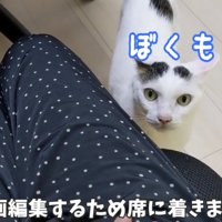 飼い主の足元にいる猫