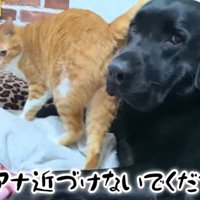 おしりもすりすり