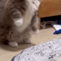 立ち上がる猫