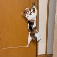 落ちそうになる猫