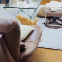 お母さんのところに行く茶トラ猫