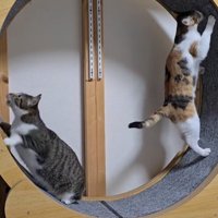 キャットホイールの左側に乗るキジ白猫と、右側に乗る三毛猫