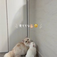 子猫と兄猫