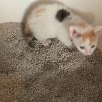 トイレを覚えたモコちゃん