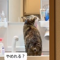 洗面台に上がって歯ブラシに顔を擦り付ける猫