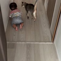 猫とハイハイする赤ちゃん