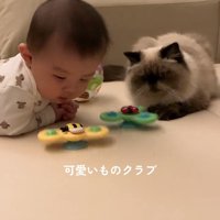 おもちゃを見る赤ちゃんと猫