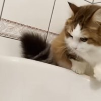 お風呂にはいってくる猫