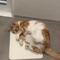 珪藻土マットの上で横になる猫