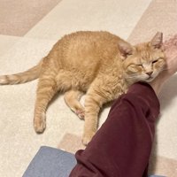人の足を枕にする猫