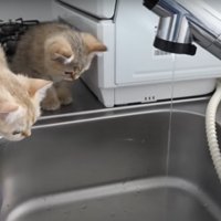 眺めるねこちゃんたち