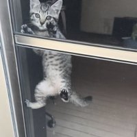 網戸を登る子猫