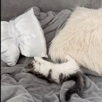 クッションのタグを噛んでいる子猫