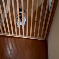 お出迎えする猫