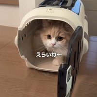 キャリーケースの中の猫