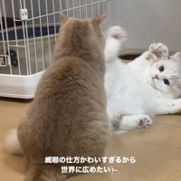 マンチカンを威嚇するミヌエット